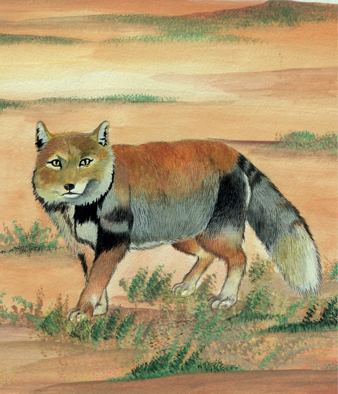 Tibetan Sand Fox 